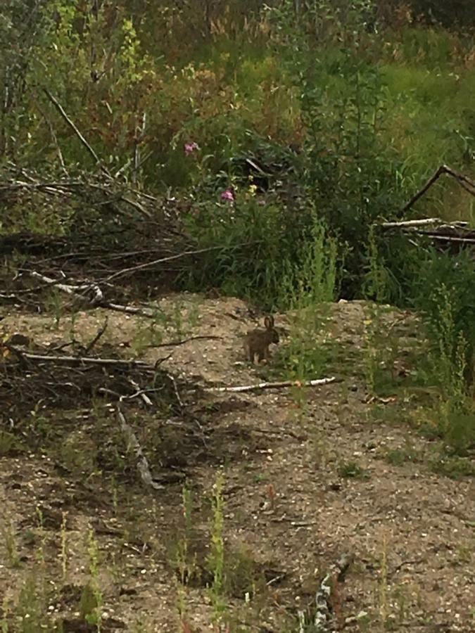 Villa Fireweed Roadhouse Nenana Esterno foto